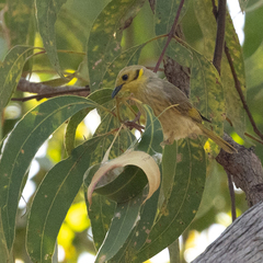 Ptilotula flavescens