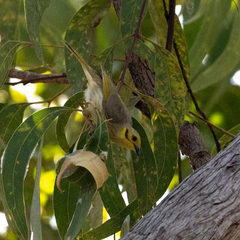 Ptilotula flavescens