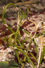 Desmocladus lateriflorus