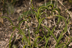 Desmocladus lateriflorus