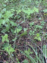 Tamayorkis ehrenbergii