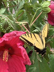 Papilio multicaudata