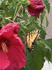 Papilio multicaudata