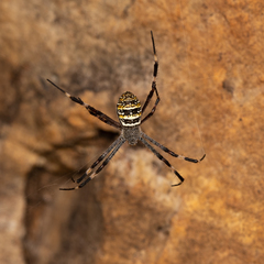 Argiope dietrichae