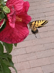 Papilio multicaudata