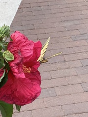 Papilio multicaudata