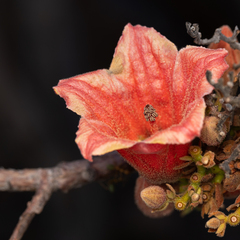 Brachychiton viscidulus