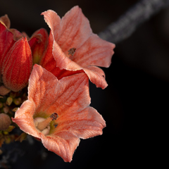 Brachychiton viscidulus