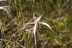 Caladenia hiemalis