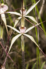 Caladenia hiemalis