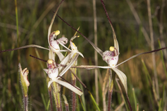 Caladenia hiemalis