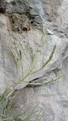Tillandsia socialis