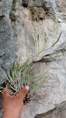 Tillandsia socialis
