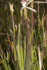 Caladenia hiemalis