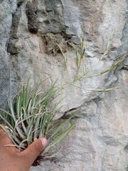 Tillandsia socialis