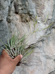 Tillandsia socialis