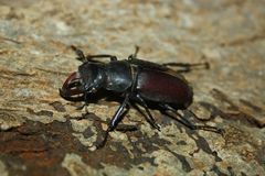 Lucanus cervus