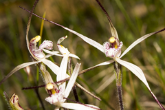 Caladenia hiemalis