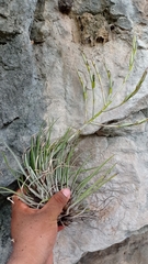 Tillandsia socialis