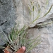 Tillandsia socialis - Photo (c) Luis Humberto Vicente-Rivera, some rights reserved (CC BY-NC), uploaded by Luis Humberto Vicente-Rivera