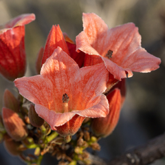 Brachychiton viscidulus