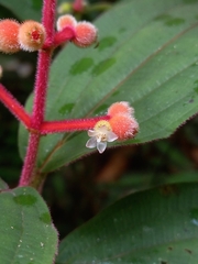 Miconia ceramicarpa