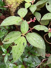 Miconia ceramicarpa