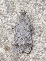 Anacampsis innocuella
