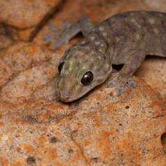Gehyra occidentalis