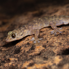 Gehyra occidentalis