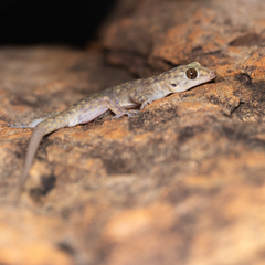 Gehyra occidentalis