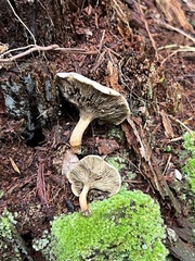 Phylloporopsis boletinoides