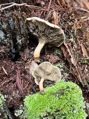 Phylloporopsis boletinoides