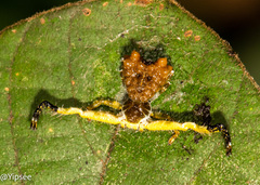 Phrynarachne ceylonica