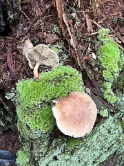 Phylloporopsis boletinoides