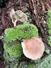 Phylloporopsis boletinoides