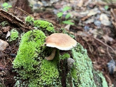 Phylloporopsis boletinoides