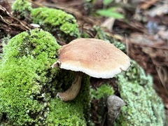 Phylloporopsis boletinoides