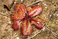Drosera tubaestylis