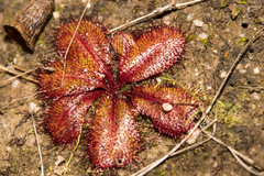 Drosera tubaestylis