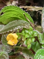 Christopheria xantha