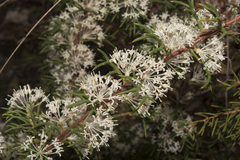 Hakea lissocarpha