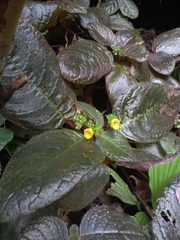 Christopheria xantha