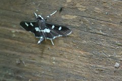Nomophilini