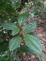 Miconia oldemanii