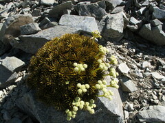 Aciphylla dobsonii