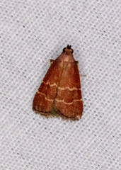 Heliades lindae