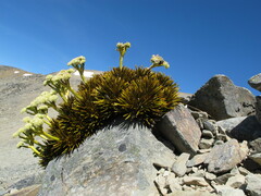 Aciphylla dobsonii