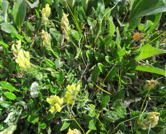 Oxytropis maydelliana