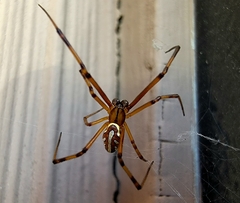 Latrodectus hesperus
